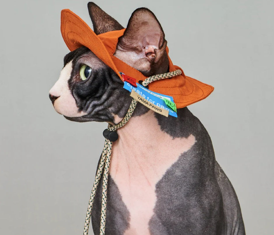 Bob - Chapeau pour Chiens et Chats