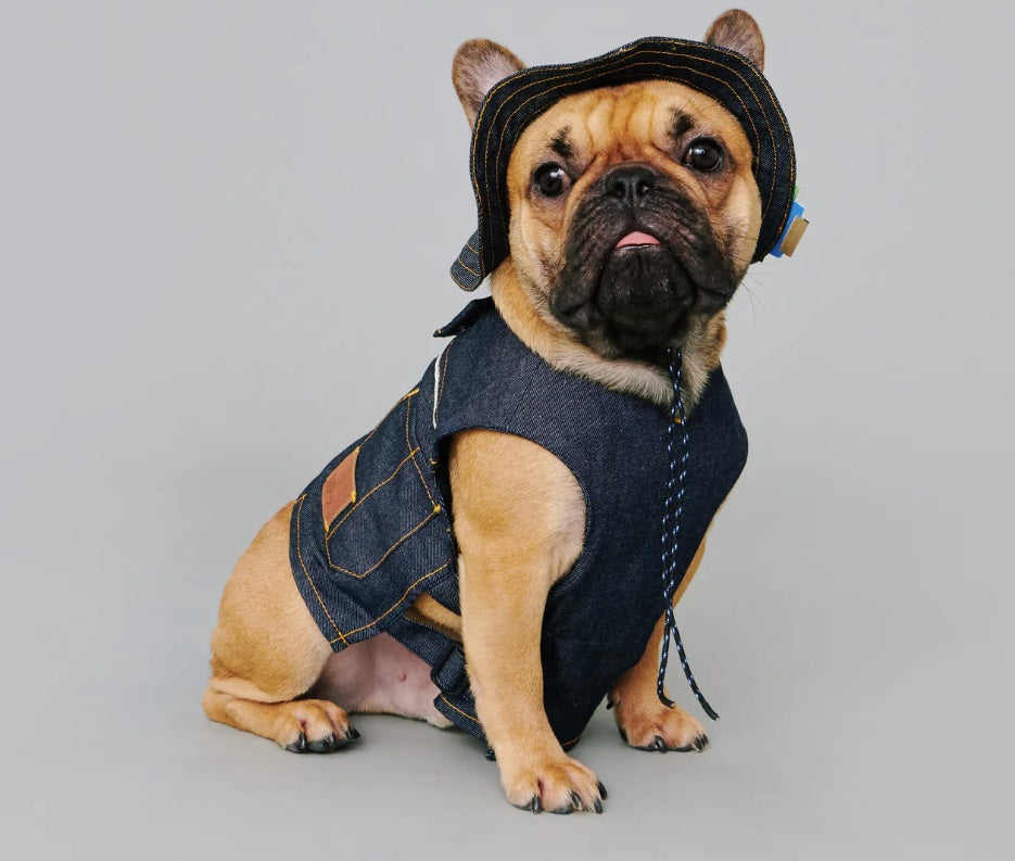 Bob - Chapeau pour Chiens et Chats