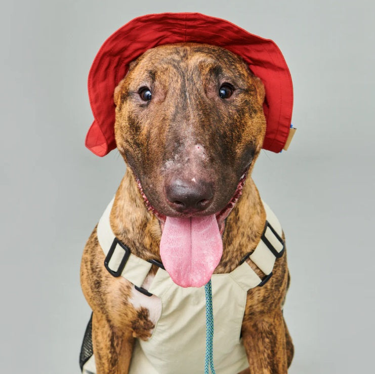 Bob - Chapeau pour Chiens et Chats