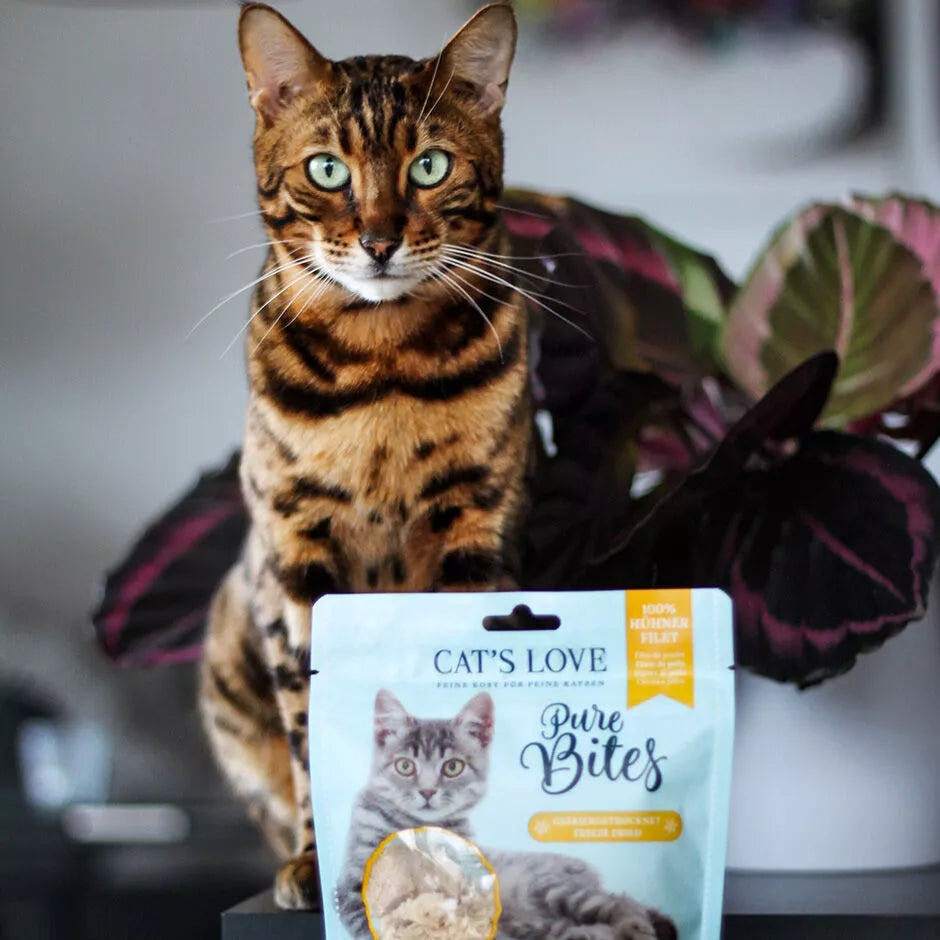 Cats love poulet