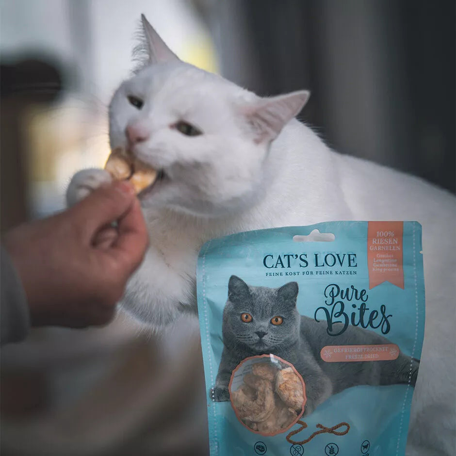 Cats love gambas