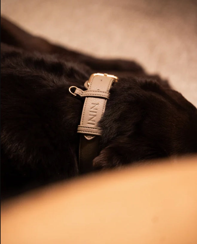 Collier pour Chiens - Cuir Végétal