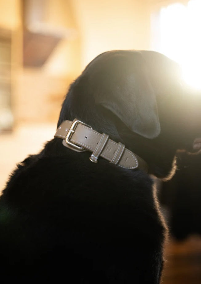 Collier pour Chiens - Cuir Végétal