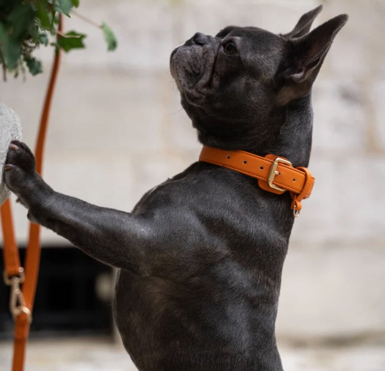 Collier pour Chiens - Cuir Végétal