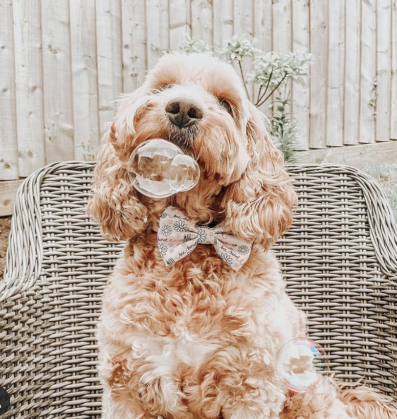 Bulles de poulet rôti