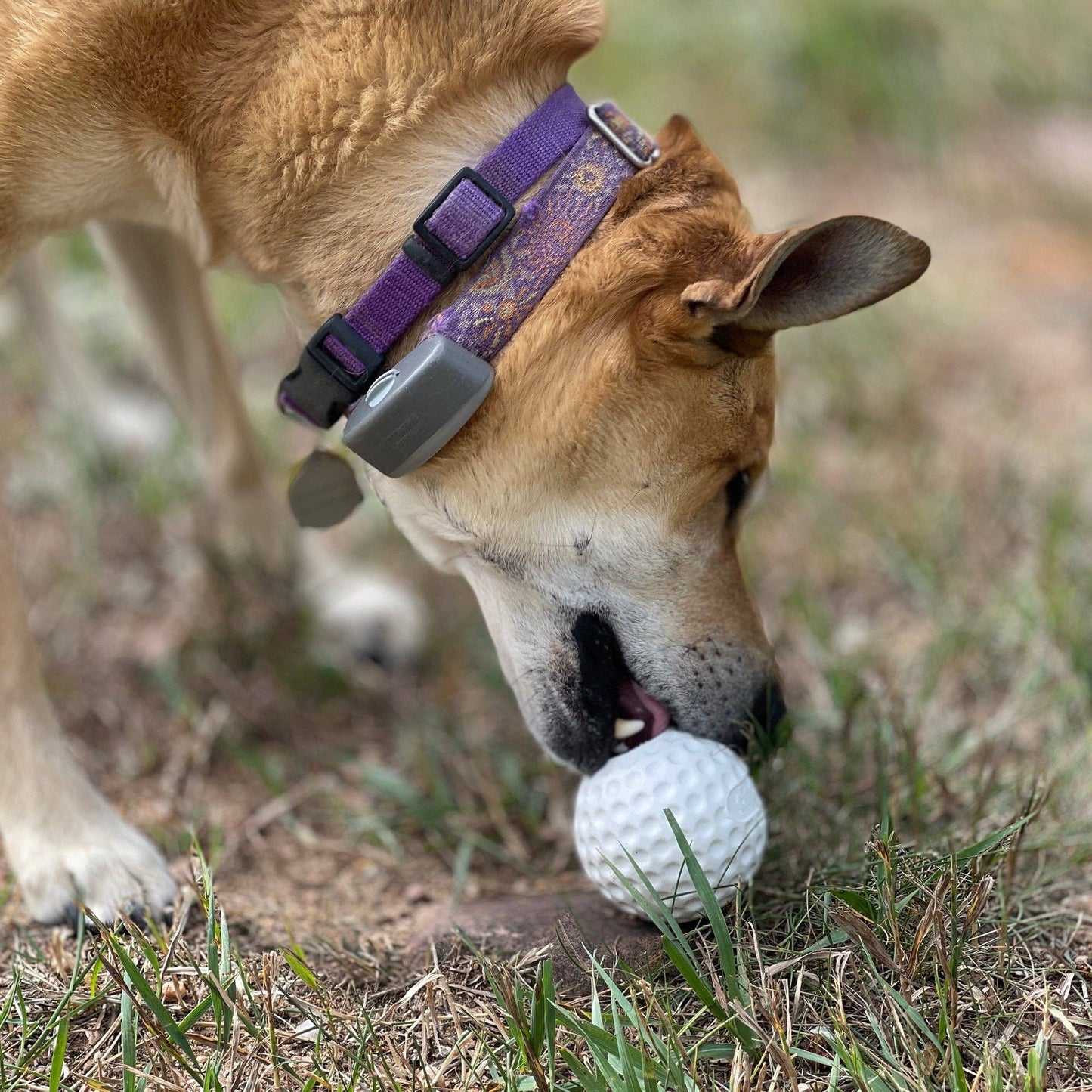 Distributeur de friandises Golf