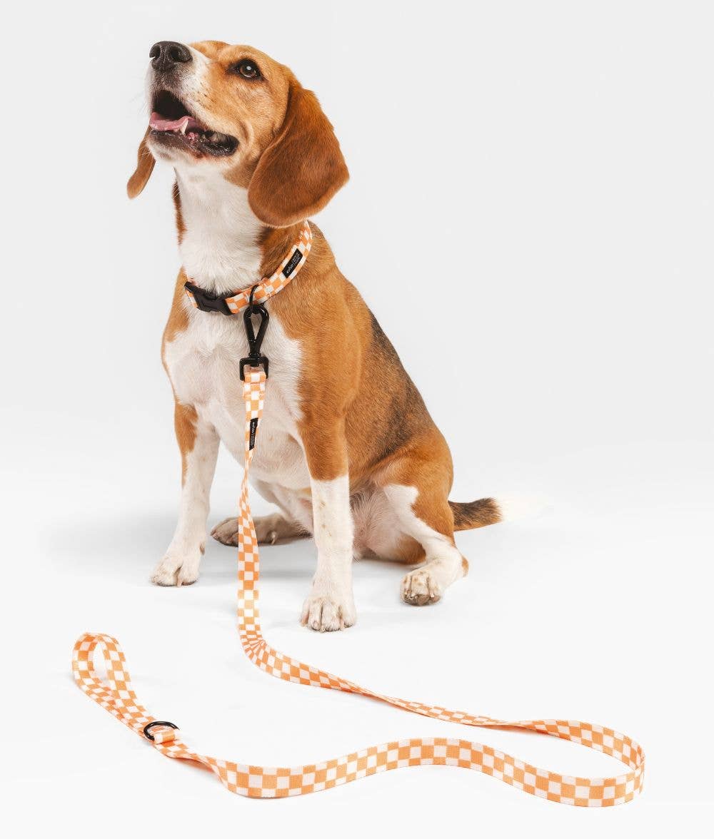 Laisse Recyclée pour Chien