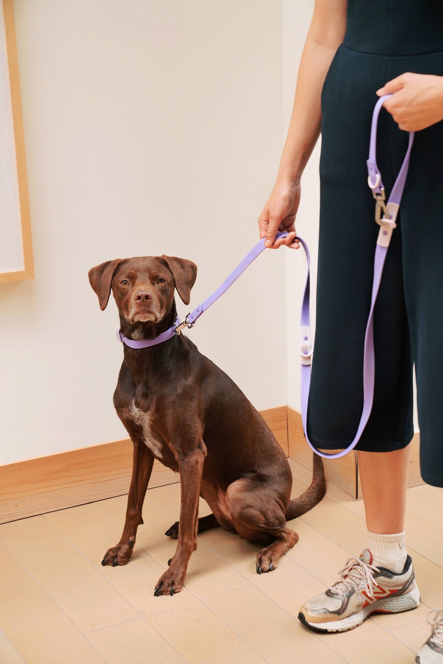 La laisse pour chien Fritz étanche, facile à nettoyer, réglable: Gris lilas / Norme