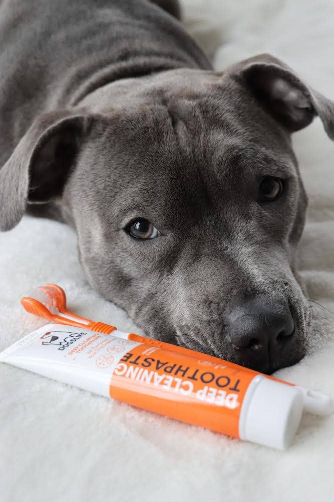 Dentifrice pour chiens