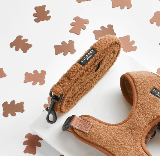 Laisse Teddy