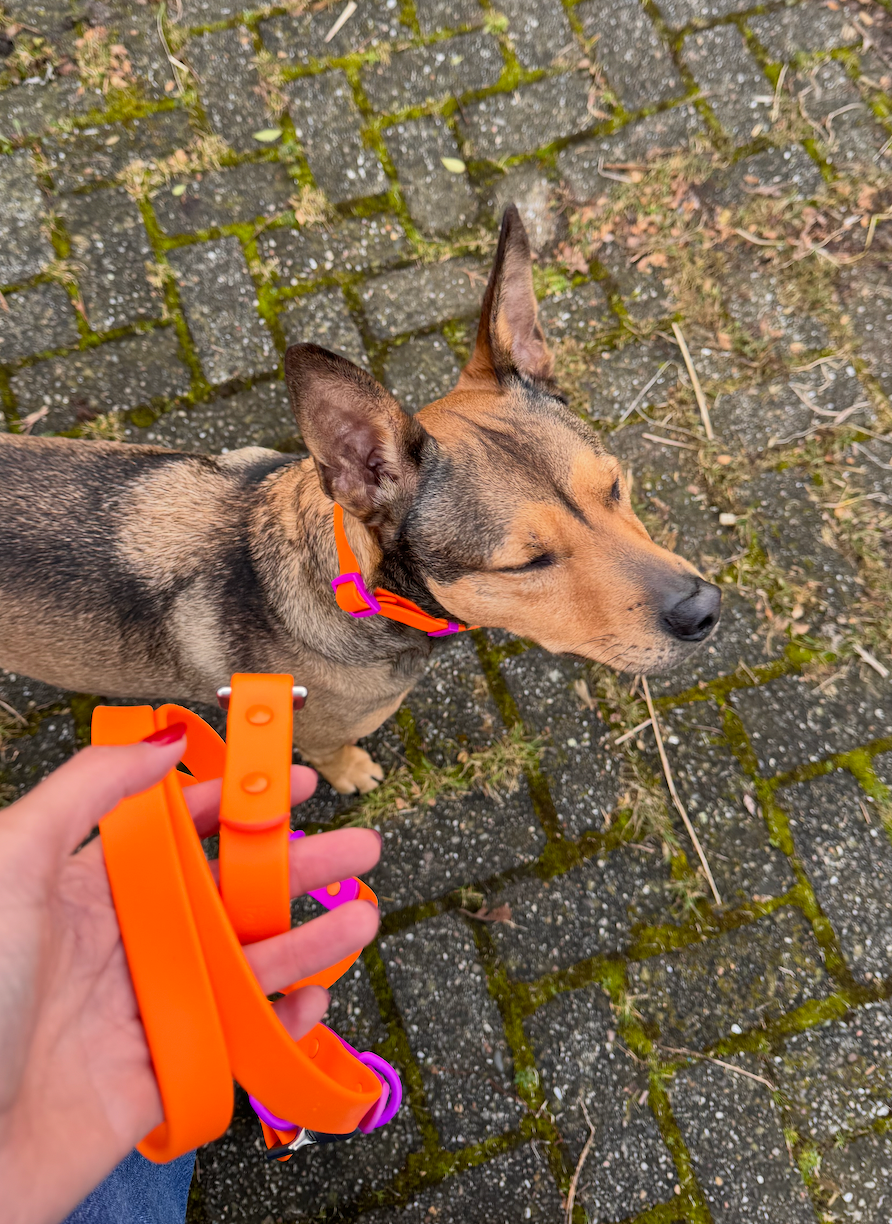 Laisse Multiposition pour Chien Imperméable