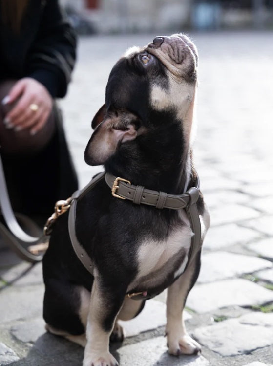 Harnais pour Chien - Cuir Végétal