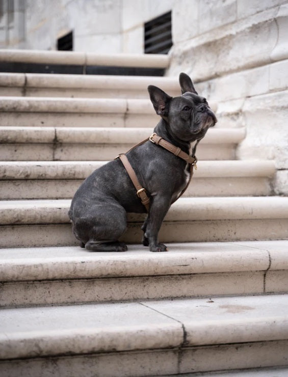 Harnais pour Chien - Cuir Végétal