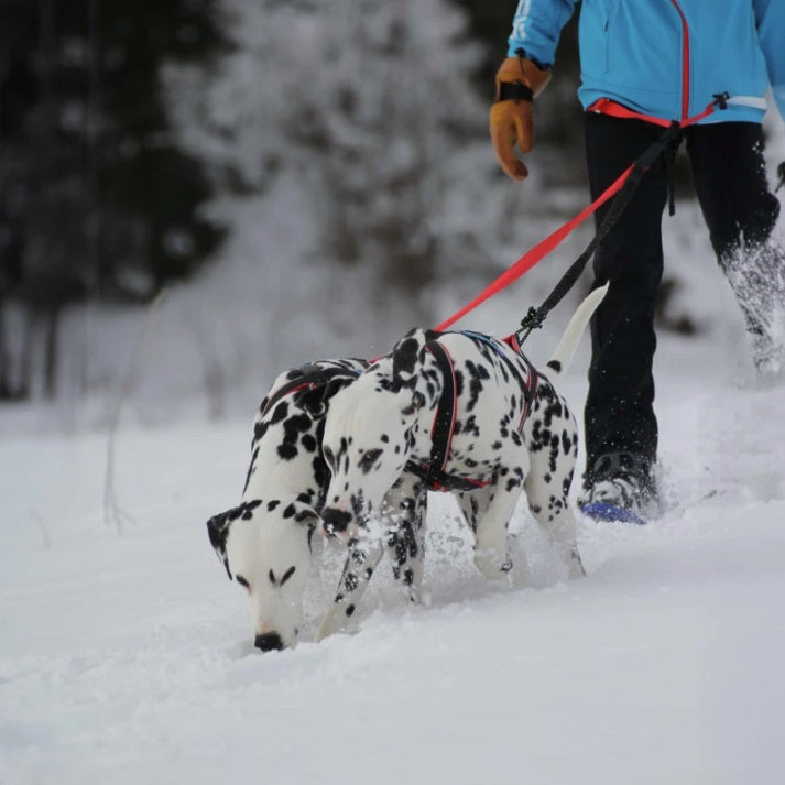 Harnais de Traction Canicross - Polar Quest