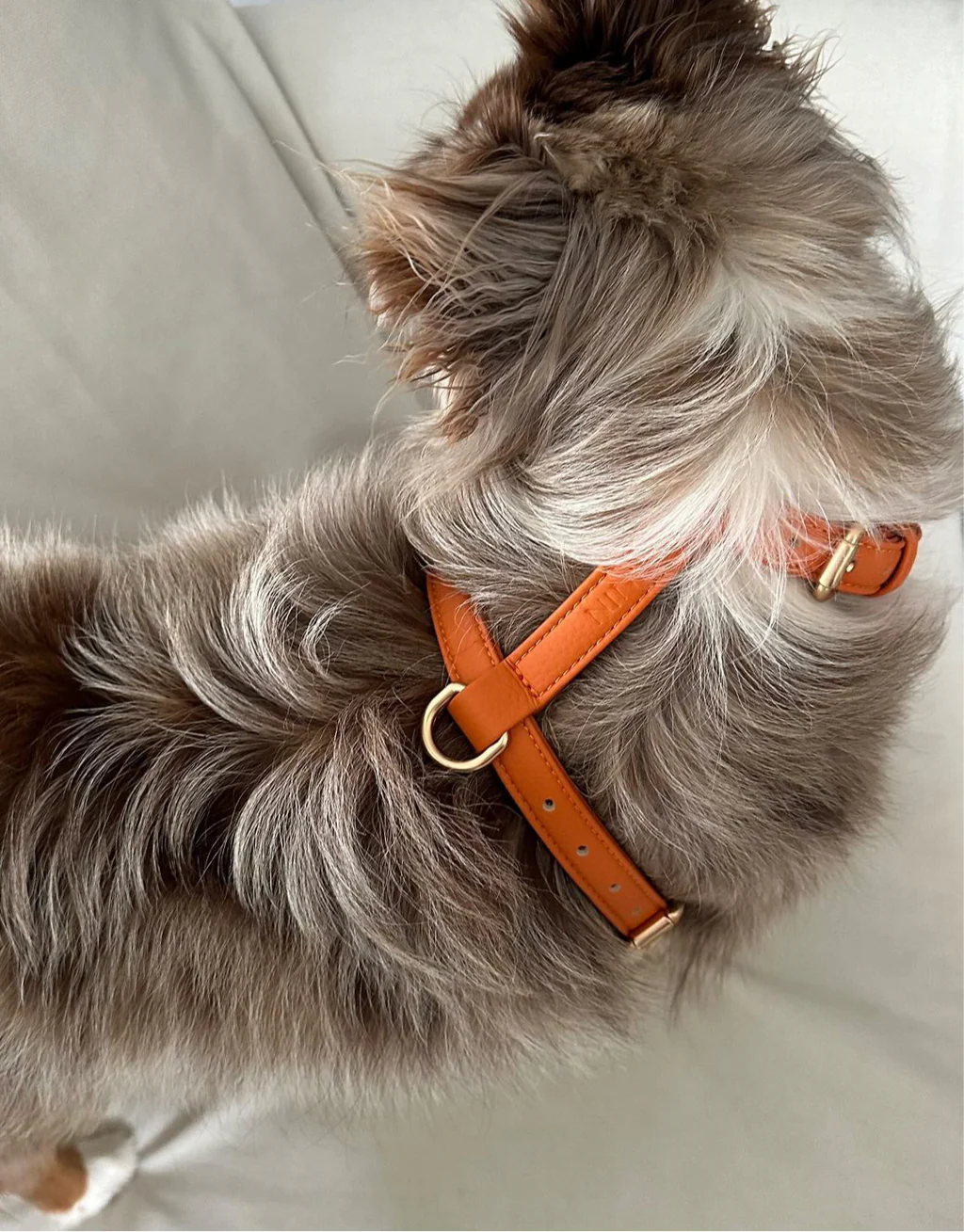 Harnais pour Chien - Cuir Végétal