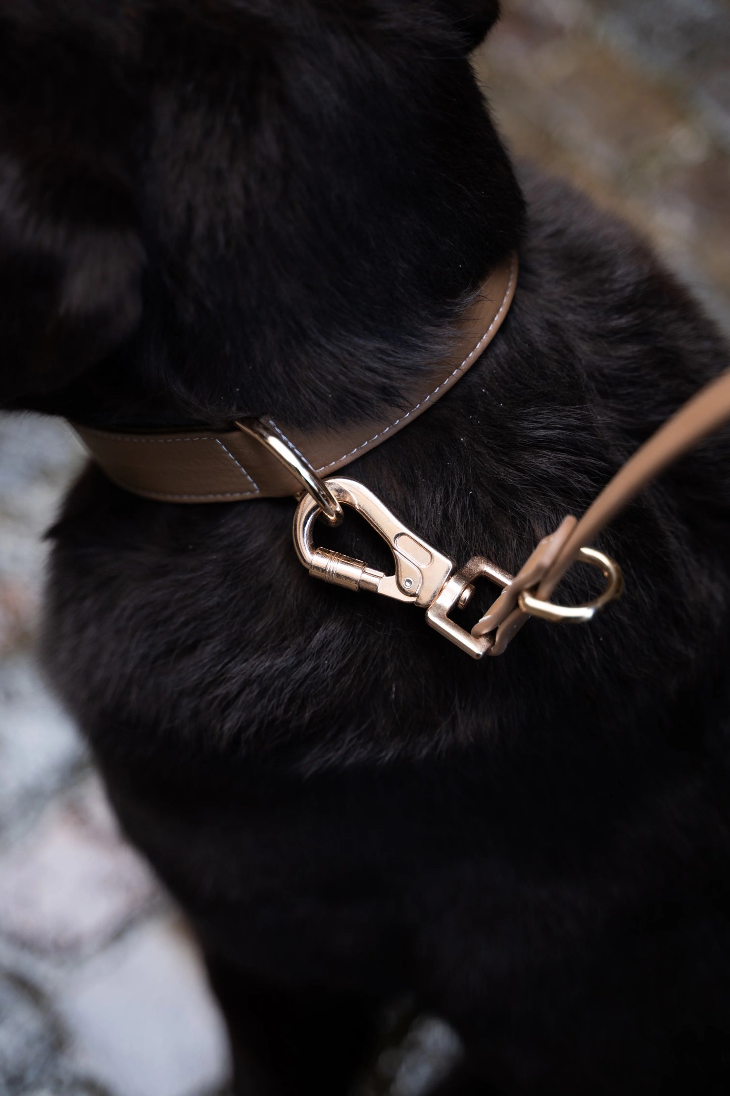 Collier pour Chiens - Cuir Végétal