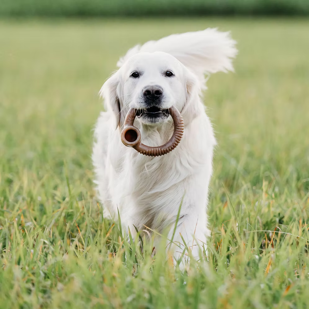 Ring Benebone