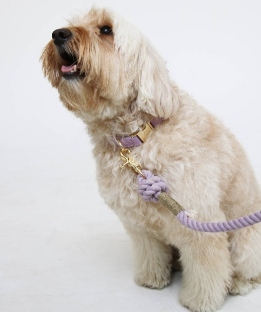 Collier pour Chien FURLOU