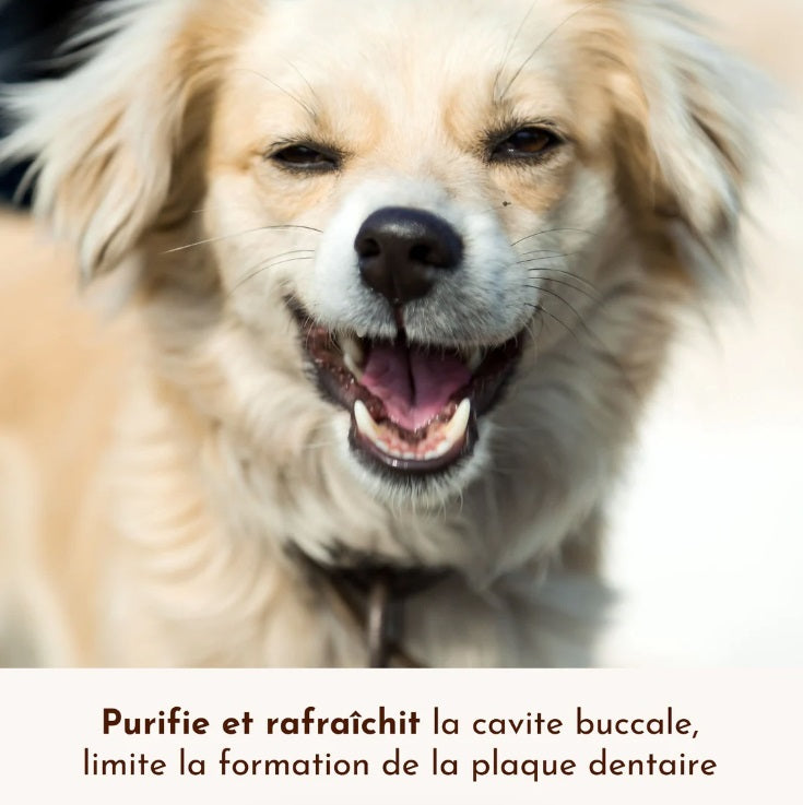 Spray Haleine Souffle Polaire 50 mL