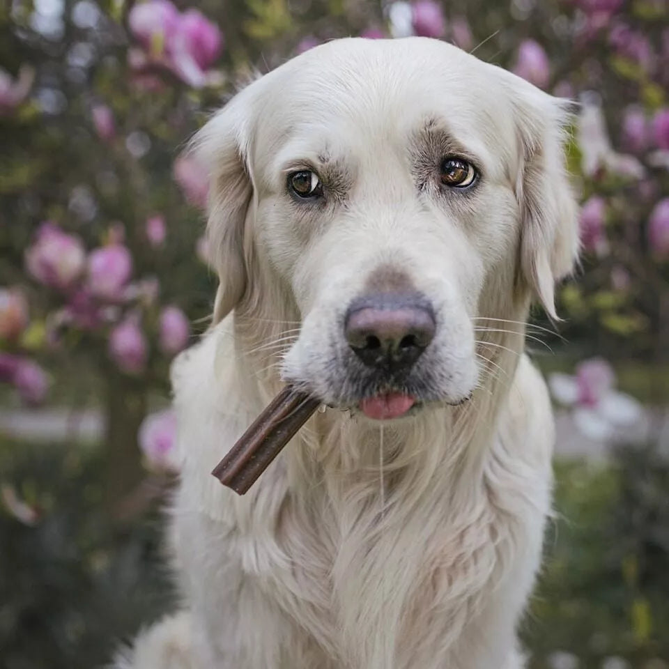 Sticks pour les dents